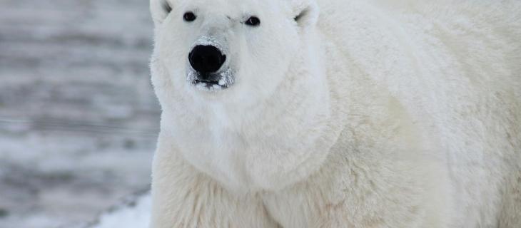 Giornata Mondiale dell’Orso Polare: cos’è e perché è importante