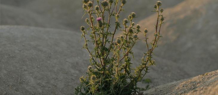 I deserti fioriti: miracoli idrici che trasformano il paesaggio