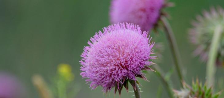 NBFC Upskilling: nasce il percorso formativo sulla tutela della biodiversità 