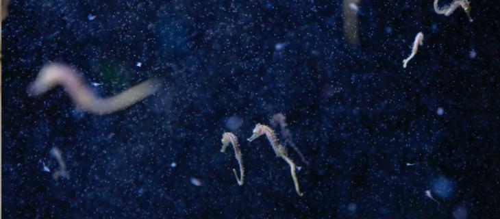 Hotspot Mediterraneo, la prima mostra in Italia che racconta gli effetti del cambiamento climatico sul Mare Nostrum