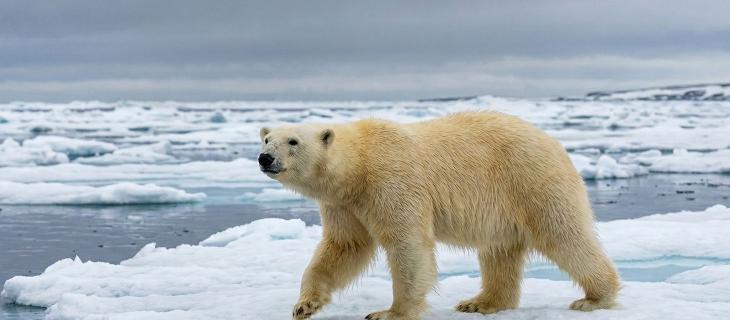 L’orso polare, una specie iconica e simbolo degli impatti della crisi climatica sulla biodiversità