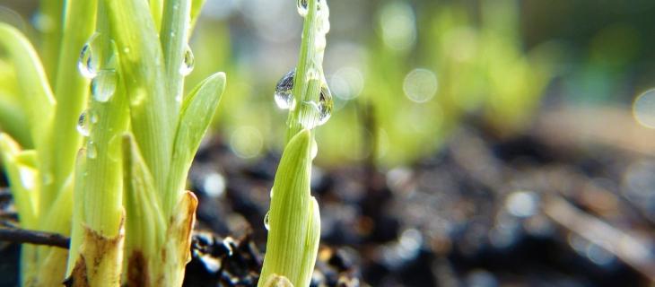 Cos’è la Convenzione di Rio e perché è importante per la biodiversità