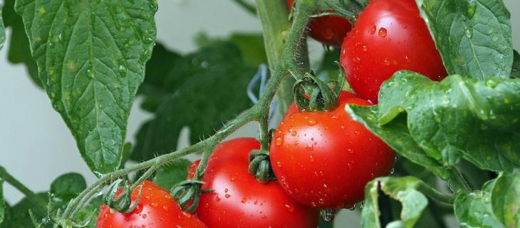 L’agricoltura in Italia è sempre più sostenibile