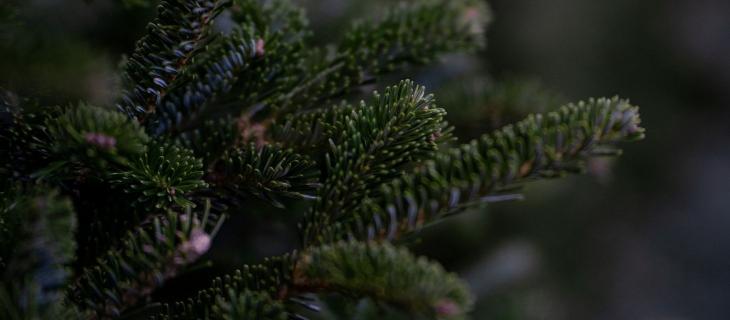 Come realizzare un albero di Natale sostenibile
