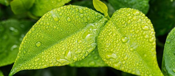 Le 10 regole fondamentali per rispettare l'ambiente
