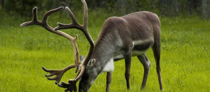 Finlandia, Svezia e Danimarca sul podio della sostenibilità europea