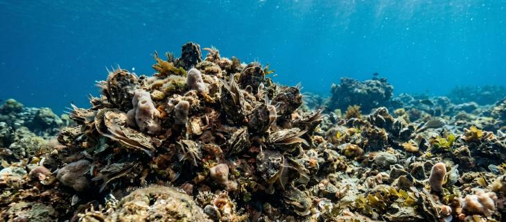 Quando il mare si auto pulisce il lavoro invisibile delle ostriche
