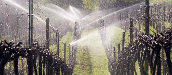 Acquavitis, presentato il progetto per studiare l’acqua che irriga i vigneti - In a Bottle Acquavitis, presentato il progetto per studiare l’acqua che irriga i vigneti - In a Bottle