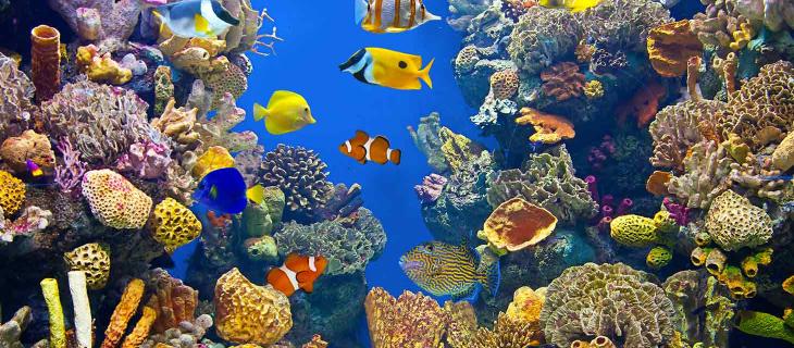 Biodiversità marina, le 5 specie più minacciate - In a Bottle