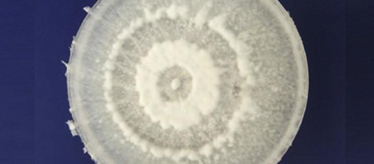 Arriva il fungo che degrada la plastica 