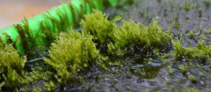 Arriva il muschio che purifica l'acqua Arriva il muschio che purifica l'acqua