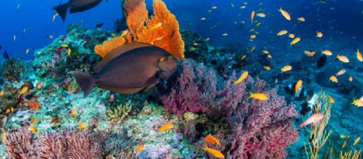 Antozoi, i particolari coralli che resistono all’aumento delle temperature degli oceani