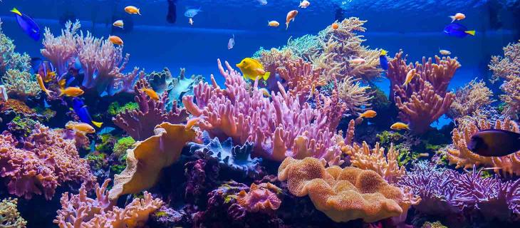 Larvalbot: il Robot Creato per Salvare le Barriere Coralline degli Oceani – In a Bottle