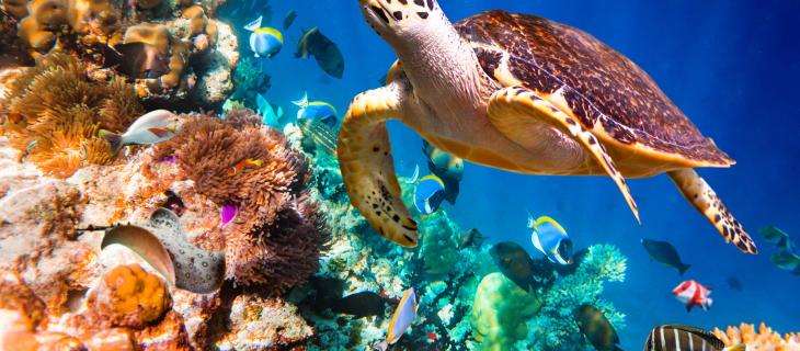 Il Metabolismo degli Animali Marini e l’Importanza della Fauna  – In a Bottle