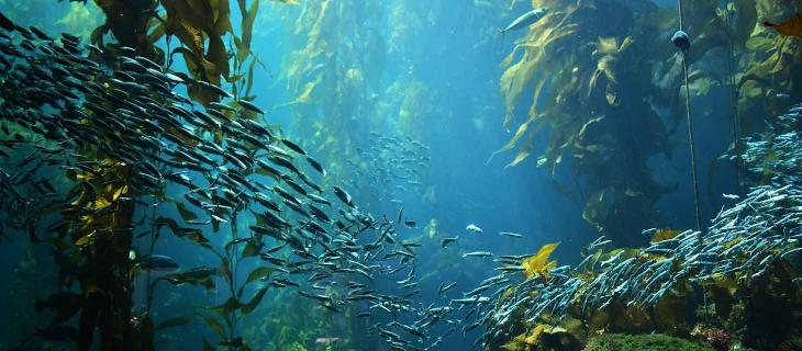 Trovata una foresta sotto il livello del mare risalente al 6000 a.C. - In a Bottle