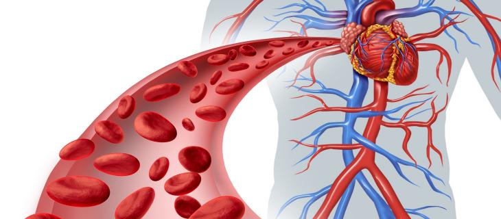 Una corretta idratazione favorisce la circolazione sanguigna