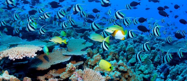 Creature e vita sott'acqua: un'app te le fa scoprire alt_tag Creature e vita sott'acqua: un'app te le fa scoprire alt_tag