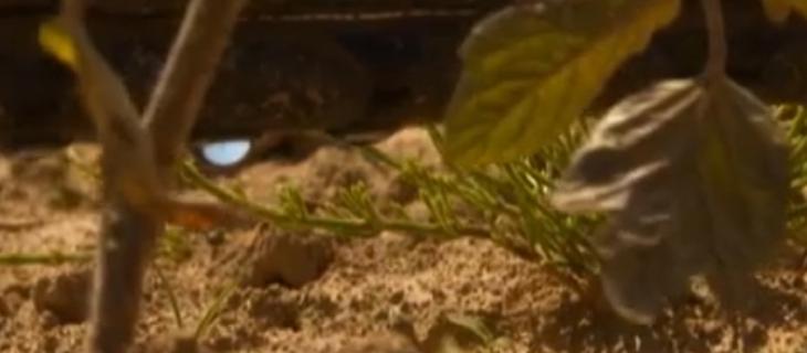 Il progetto italiano per risparmiare acqua in agricoltura 