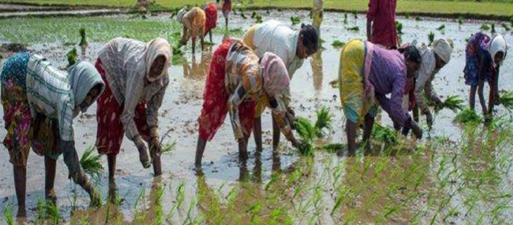 In India gli agricoltori vengono educati con il digitale_alt tag