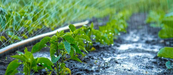 L’acqua in agricoltura: elemento fondamentale da salvaguardare