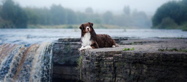 Ora l'inquinamento delle acque lo fiutano i cani Ora l'inquinamento delle acque lo fiutano i cani