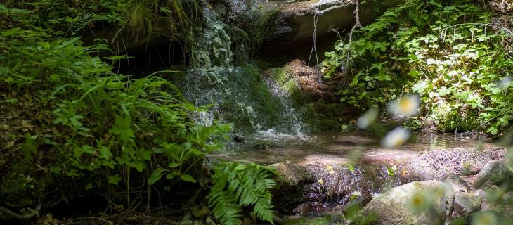 La Fonte della Biodiversità di Acqua Panna