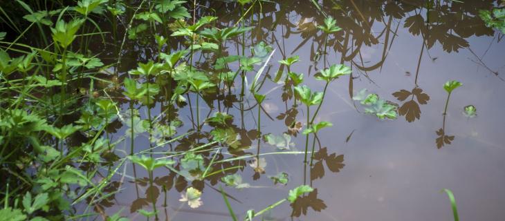 Piante acquatiche e nuovi materiali per l'elettronica flessibile 