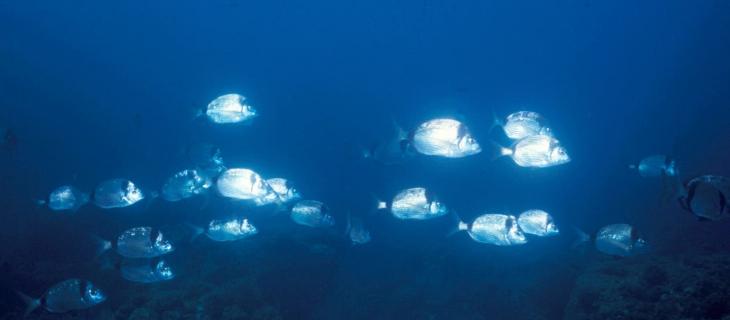 Costiera ligure e Portofino, un’area marina ricca di biodiversità