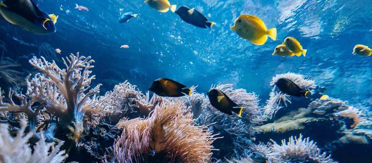 Reefsuites Camere d’Albergo Sottomarine in Australia – In a Bottle Reefsuites Camere d’Albergo Sottomarine in Australia – In a Bottle
