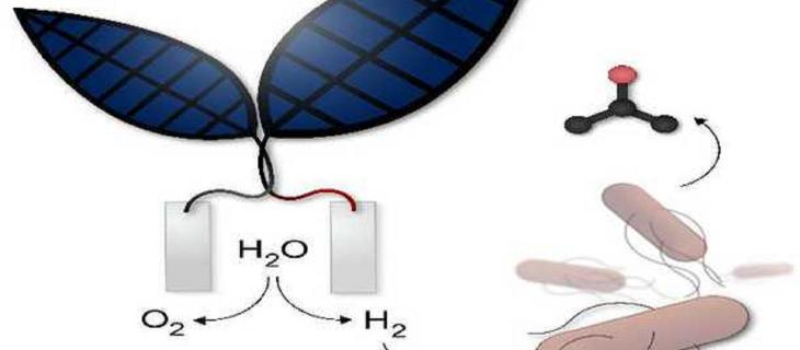 Foglia bionica per creare un combustibile ad acqua