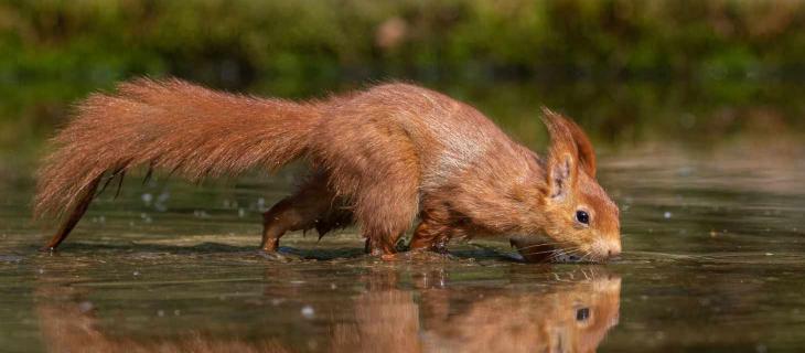 Scoiattolo Vola sull’Acqua in una Foto – In a Bottle