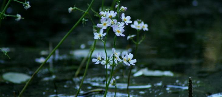 Water Violet, le proprietà del fiore che cresce nell’acqua – In a Bottle Water Violet, le proprietà del fiore che cresce nell’acqua – In a Bottle