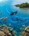 Il Triangolo dei Coralli il cuore blu della biodiversità marina