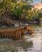 Le foreste dell’acqua e il regno della tigre