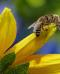 Giornata mondiale delle api: il ruolo degli impollinatori per la biodiversità 