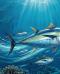 Tonno “guardiano” degli oceani cosa racconta davvero questo grande predatore
