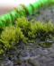 Arriva il muschio che purifica l'acqua 
