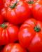 I pomodori crescono con l'acqua di mare in Arabia Saudita